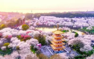 Mùa xuân hoa anh đào Trung Quốc đẹp rực rỡ khắp nơi