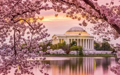 Mùa xuân hoa anh đào Washington DC khoe sắc tuyệt vời