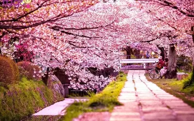 Khám phá mùa xuân hoa anh đào Ý đẹp như tranh