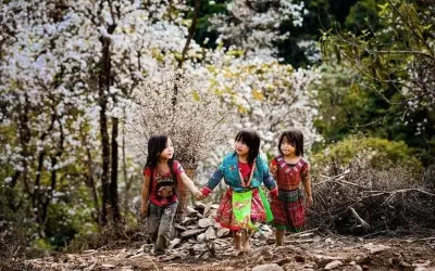 Mùa xuân hoa ban Điện Biên nở trắng rừng Tây Bắc