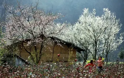 Ngắm ảnh mùa xuân hoa ban Sapa đẹp rực rỡ giữa núi rừng