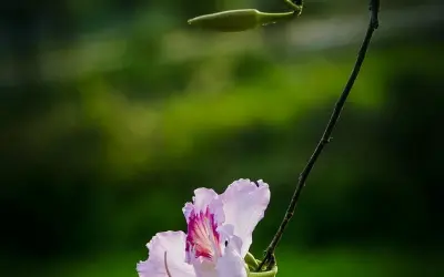 Khám phá mùa xuân hoa ban Sơn La trắng tinh khôi dịu dàng