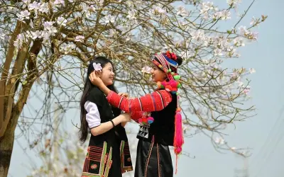 Mùa xuân hoa ban Tuyên Quang trắng tinh khôi rực rỡ
