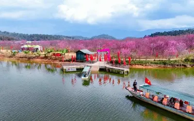 Khám phá mùa xuân hoa đào Điện Biên rực rỡ sắc hồng