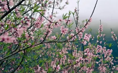Thưởng ngoạn mùa xuân hoa đào Lai Châu đẹp mê hoặc