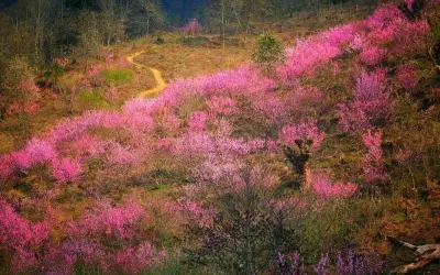 Mùa xuân hoa đào Lào Cai nở rực giữa núi rừng
