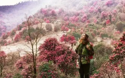 Khám phá mùa xuân hoa đỗ quyên Nepal rực rỡ sắc màu