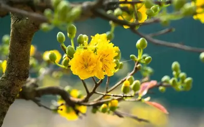 Mùa xuân hoa mai Cần Thơ vàng rực rỡ bên sông nước