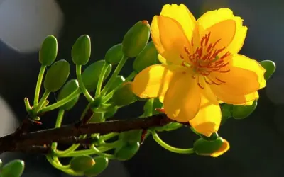 Sắc vàng hoa mai phủ kín trời xuân Đồng Tháp