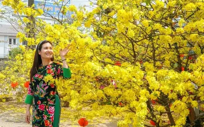 Khám phá mùa xuân hoa mai Kiên Giang rực rỡ sắc vàng