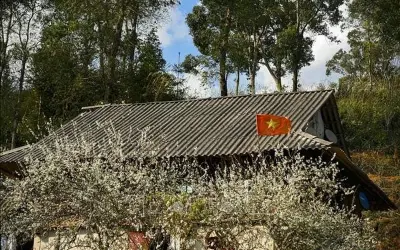 Hoa mận trắng Điện Biên tô điểm sắc xuân rực rỡ