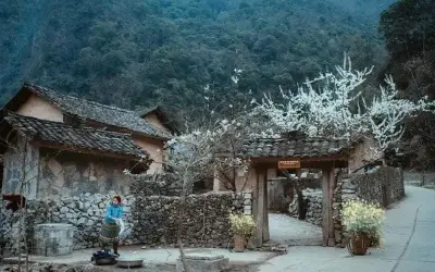 Mùa xuân Hà Giang dịu dàng với sắc trắng hoa mận