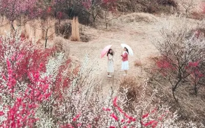 Mùa xuân hoa mận Hàn Quốc đẹp tinh khôi rực rỡ