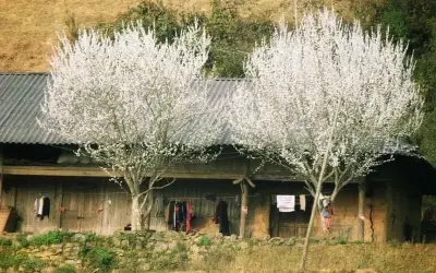 Mùa xuân hoa mận Lào Cai bung nở trắng trời thơ mộng