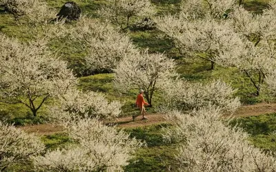Mùa xuân hoa mận Sapa bung nở trắng trời Tây Bắc