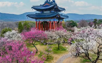 Ngắm mùa xuân hoa mận Trung Quốc đẹp như tranh vẽ