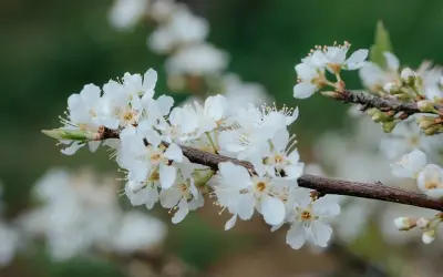 Khám phá mùa xuân hoa mận Yên Bái trắng muốt tinh khôi