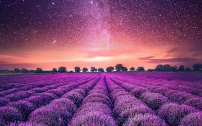 Mùa xuân hoa oải hương Anh rực rỡ giữa khung cảnh thơ mộng