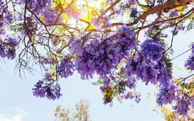 Mùa hoa phượng tím Jacarand Nam Phi rực rỡ tuyệt đẹp