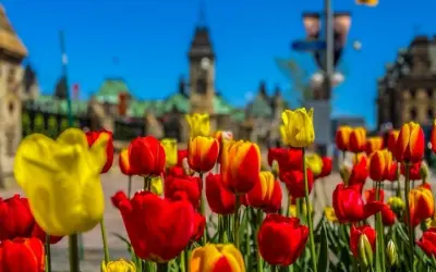 Mùa xuân hoa tulip Canada rực rỡ sắc màu tuyệt đẹp