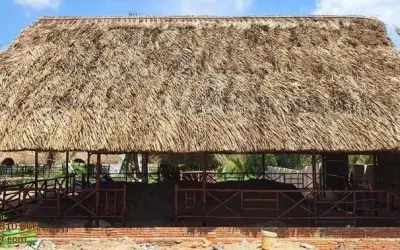 Tuyển chọn ảnh Nhà chòi Cà Mau bình yên giữa thiên nhiên