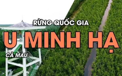 Rừng U Minh Hạ - Khu bảo tồn sinh thái miền Tây Nam Bộ