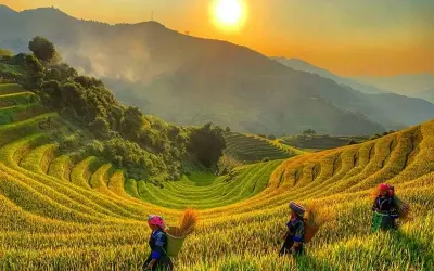 Mùa lúa chín Yên Bái rực rỡ giữa núi đồi Tây Bắc