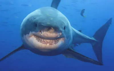 Giải mã vì sao cá mập phải liên tục bơi dưới đại dương
