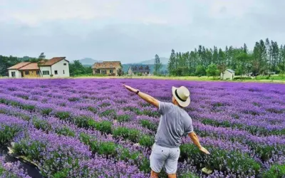 Sự thật phía sau cánh đồng hoa tử đinh hương Đà Lạt nổi tiếng