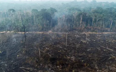 Rừng bị phá hủy ảnh hưởng gì đến khí hậu môi trường