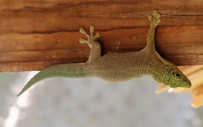 Vì sao tắc kè có thể bám tường và bí ẩn sinh học độc đáo