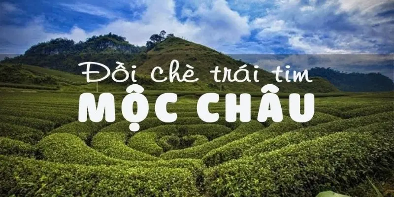 Đồi chè Mộc Châu – Nét đẹp dịu dàng của vùng đất sơn cước
