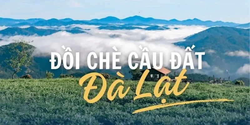 Đồi chè Cầu Đất - Khung cảnh thơ mộng giữa đại ngàn Đà Lạt