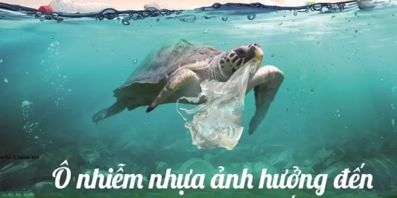 Tác động của ô nhiễm nhựa tới hệ sinh thái như thế nào?