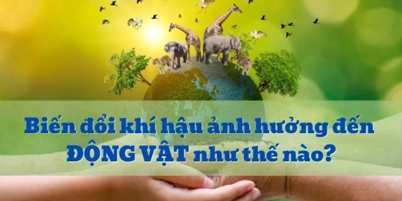 Biến đổi khí hậu ảnh hưởng đến động vật ra sao?