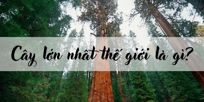 Cây lớn nhất thế giới là gì? Có ở đâu trên Trái Đất?
