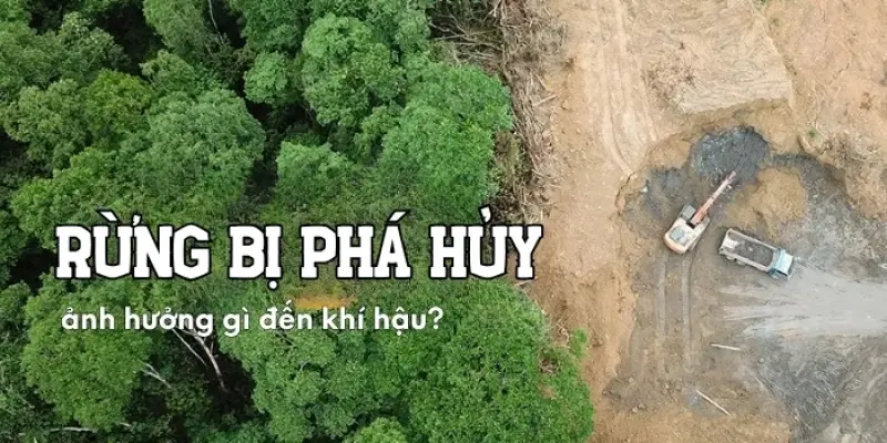 Rừng bị phá hủy ảnh hưởng thế nào đến khí hậu Trái Đất