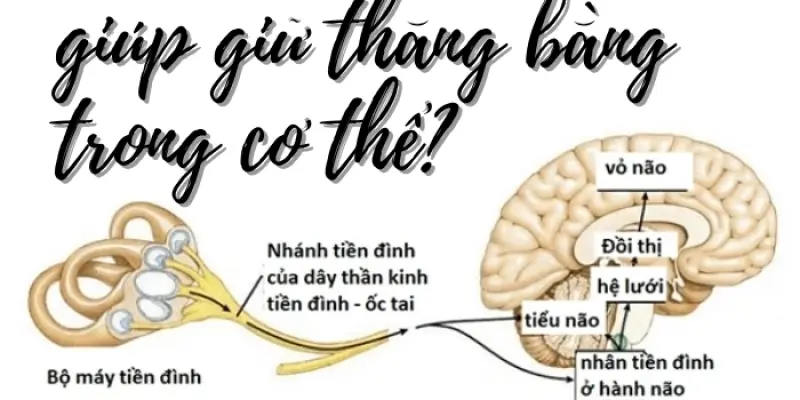 Cơ quan giữ thăng bằng trong cơ thể là bộ phận nào?