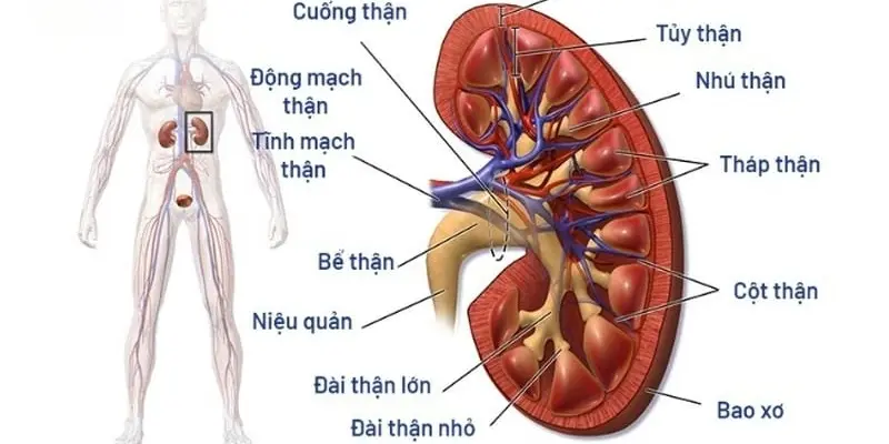 Cơ quan nào thực hiện chức năng lọc máu chính?