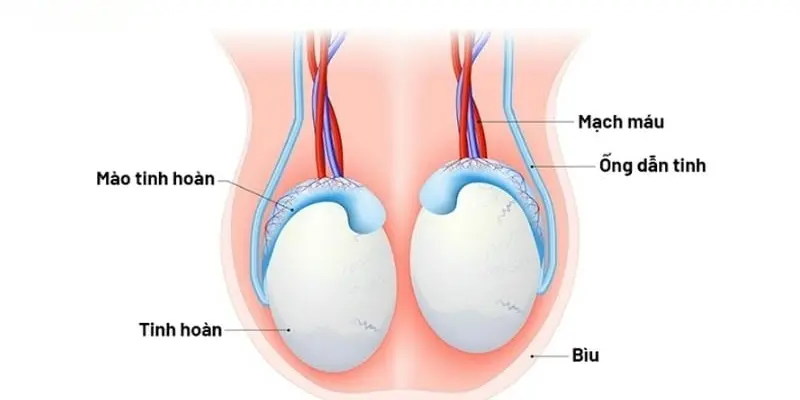 Cơ quan nào của nam giới sản sinh ra tinh trùng?