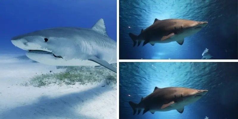 Động vật nào có bộ răng sắc nhất khiến con mồi khiếp sợ