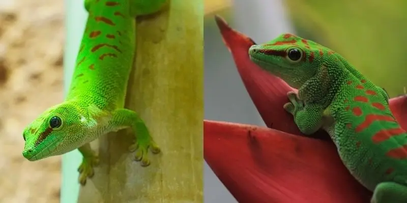 Động vật nào có chiếc lưỡi dài nhất so với cơ thể hiện nay