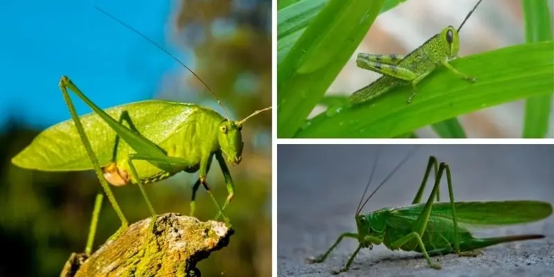 Giải đáp câu hỏi động vật nào có khả năng nhảy xa nhất