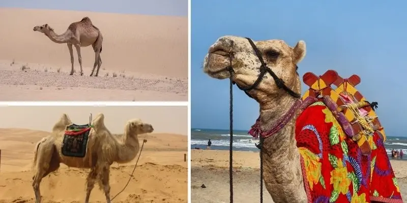 Động vật nào có khả năng sống mà không cần nước lâu nhất