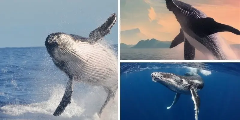 Động vật nào có tiếng kêu lớn nhất trong tự nhiên hoang dã