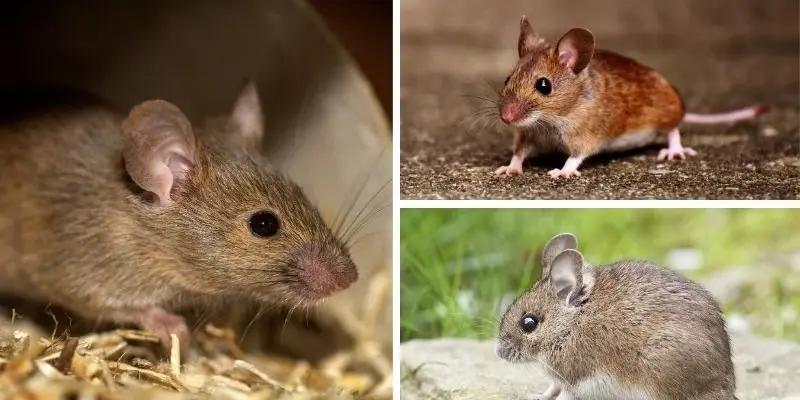 Động vật nào được dùng để nghiên cứu gen phổ biến nhất
