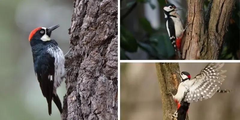 Động vật nào giúp kiểm soát sâu bệnh trong nông nghiệp