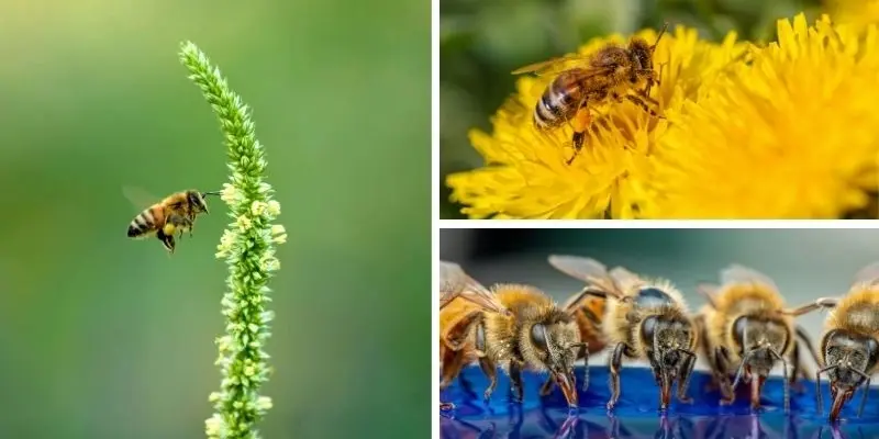 Động vật nào giúp thụ phấn cho cây trong rừng rậm