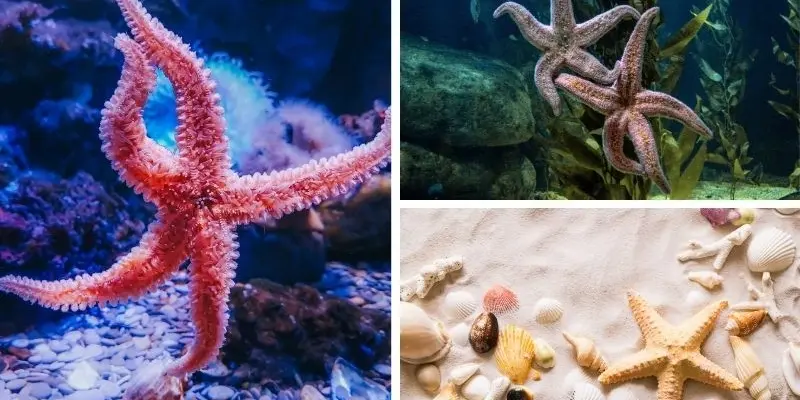 Động vật nào sinh sản vô tính khiến giới khoa học kinh ngạc