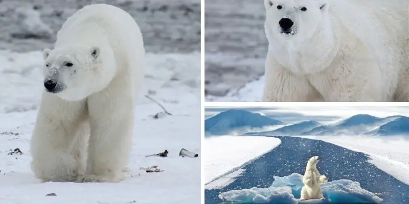 Động vật nào thích hợp sống ở vùng Bắc Cực có lớp lông dày